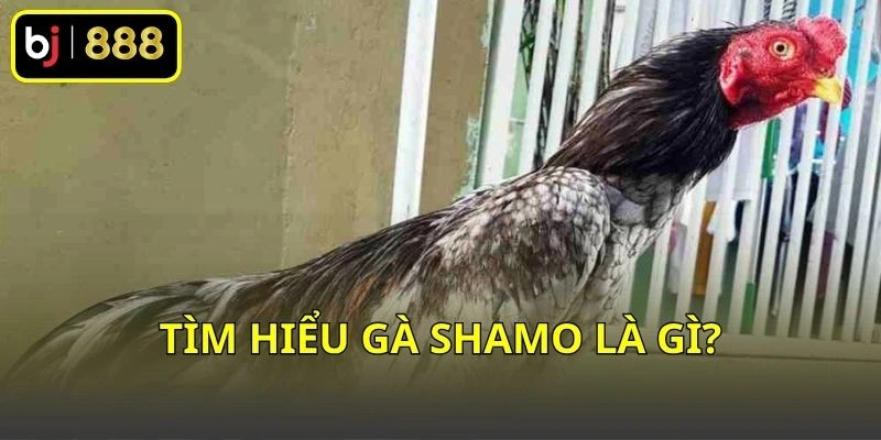 Tìm hiểu gà Shamo là gì?
