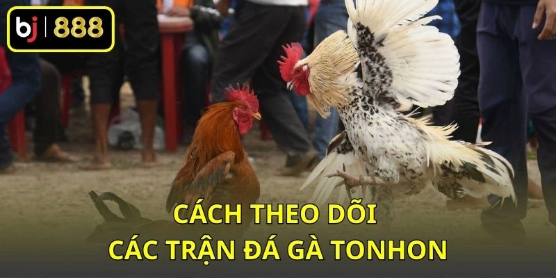 Cách theo dõi các trận đá gà Tonhon