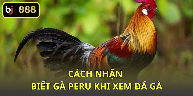 Cách nhận biết gà Peru khi xem đá gà