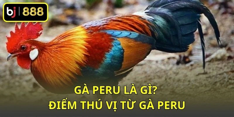 Gà Peru là gì? Điểm thú vị từ gà Peru