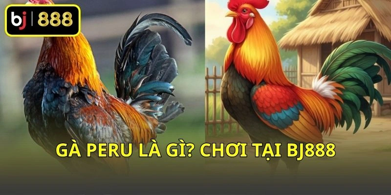 Gà Peru