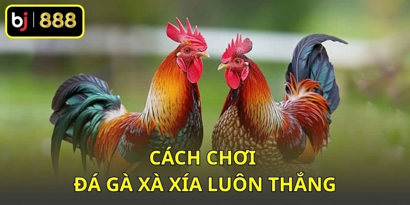 Cách chơi đá gà Xà Xía luôn thắng