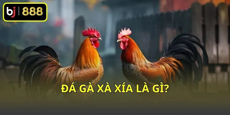 Đá gà Xà Xía là gì
