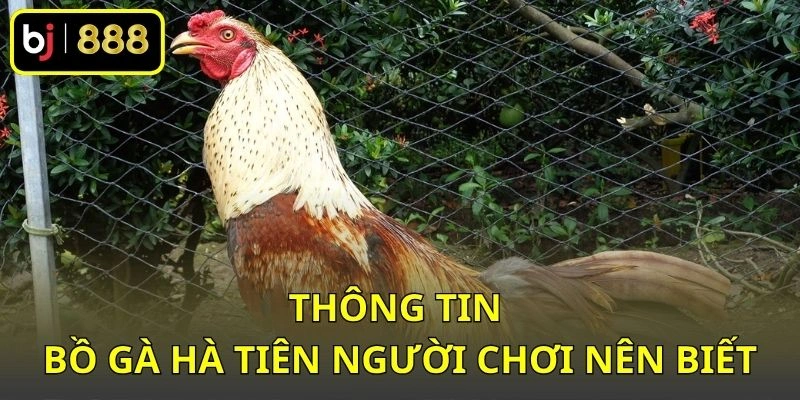 Thông tin Bồ gà Hà Tiên người chơi nên biết
