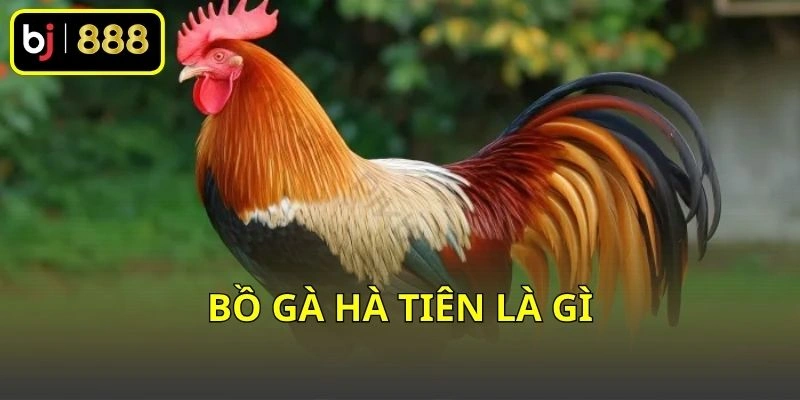 Bồ gà Hà Tiên là gì