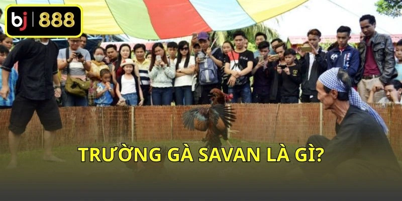Trường gà Savan là gì?