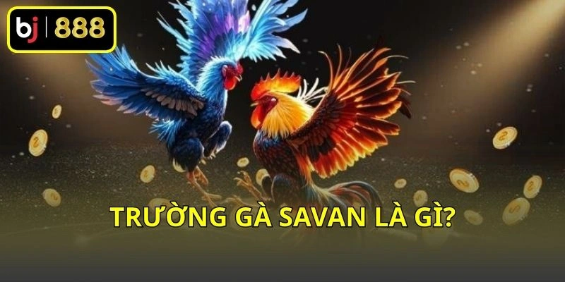 Trường gà Savan là gì