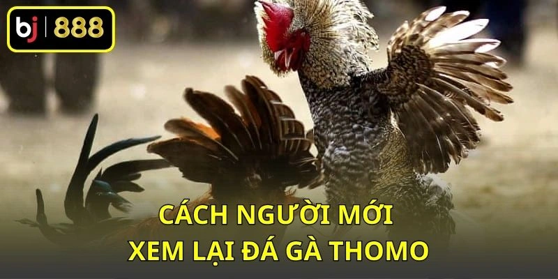 Cách người mới xem lại đá gà Thomo