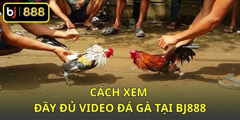 Cách xem đầy đủ video đá gà tại BJ888