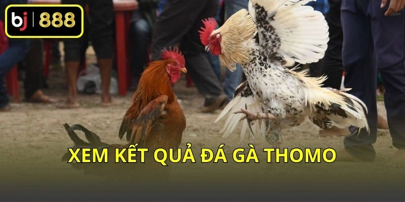 Kết quả đá gà Thomo