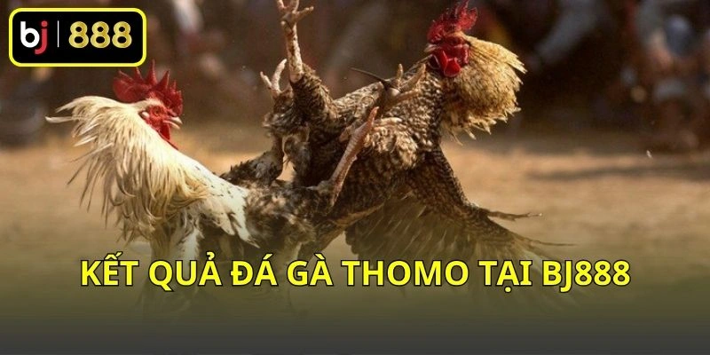 Xem kết quả đá gà Thomo