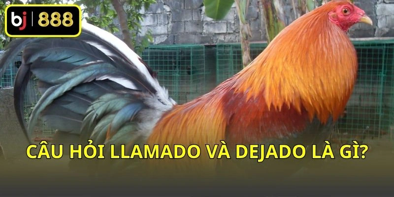 Câu hỏi Llamado và Dejado là gì?