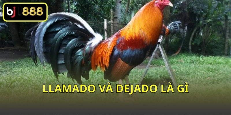 Llamado và Dejado là gì