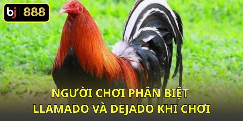 Người chơi phân biệt Llamado và Dejado khi chơi