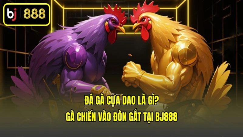 Đá Gà Cựa Dao Là Gì? Gà Chiến Vào Đòn Gắt Tại BJ888