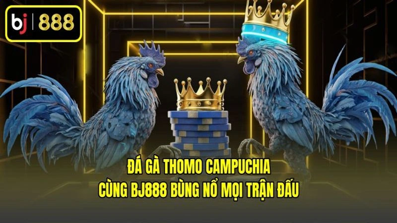 Đá Gà Thomo Campuchia Cùng BJ888 Bùng Nổ Mọi Trận Đấu