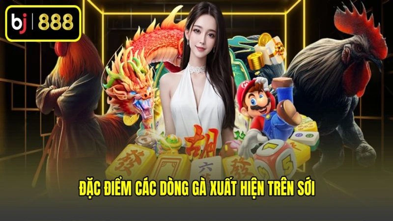 Đặc điểm các dòng gà xuất hiện trên sới