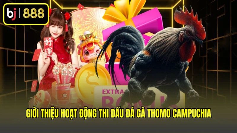 Giới thiệu hoạt động thi đấu đá gà Thomo Campuchia