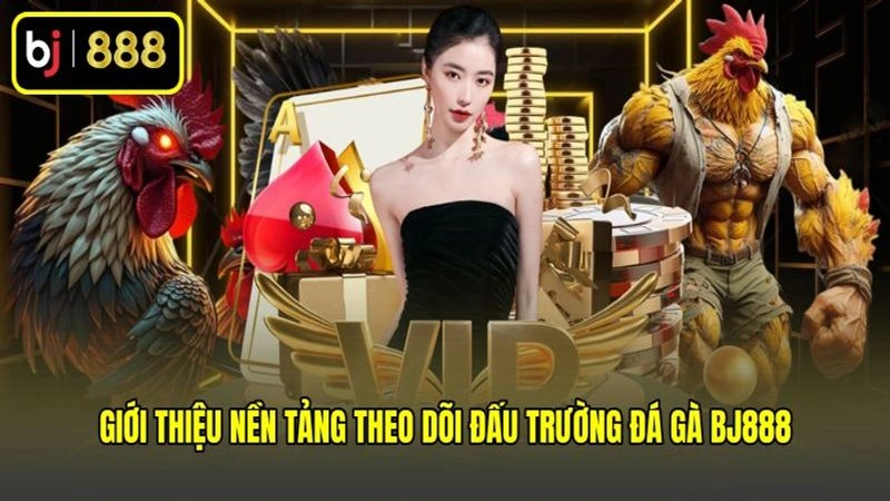 Giới thiệu nền tảng theo dõi đấu trường đá gà BJ888