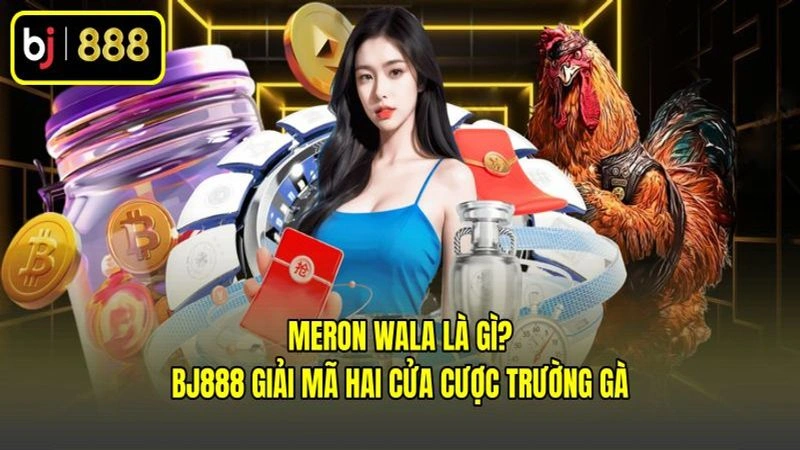 Meron Wala Là Gì? BJ888 Giải Mã Hai Cửa Cược Trường Gà