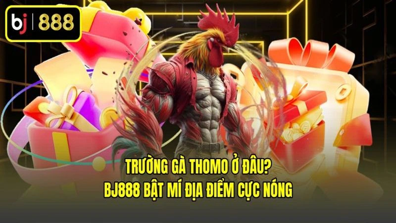 Trường Gà Thomo Ở Đâu? BJ888 Bật Mí Địa Điểm Cực Nóng
