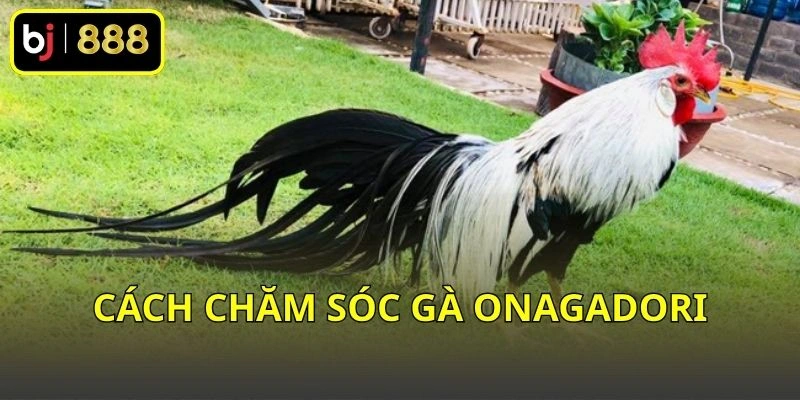 Cách chăm sóc gà Onagadori