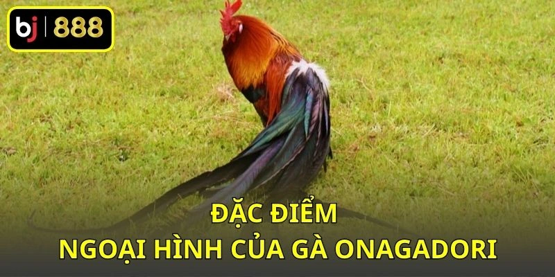 Đặc điểm ngoại hình của gà Onagadori
